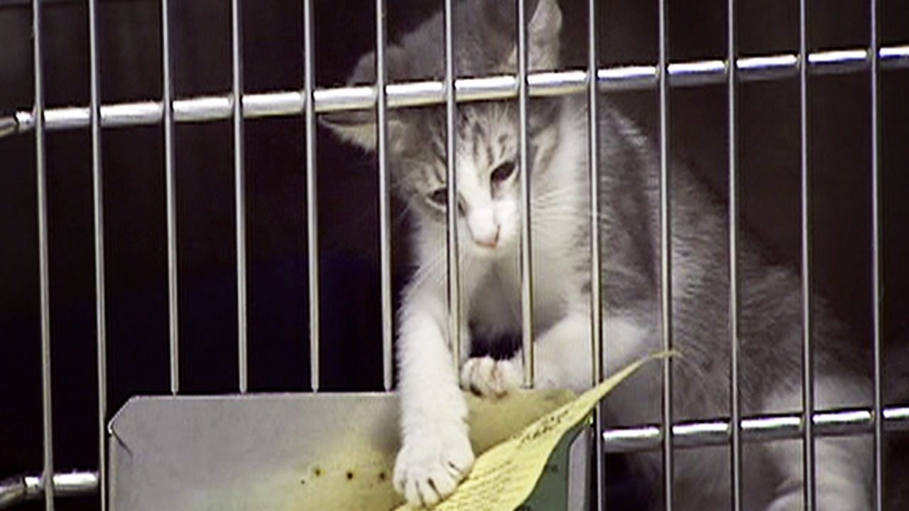 Nearly 130 cats put down at Nassau County shelter due to virus...